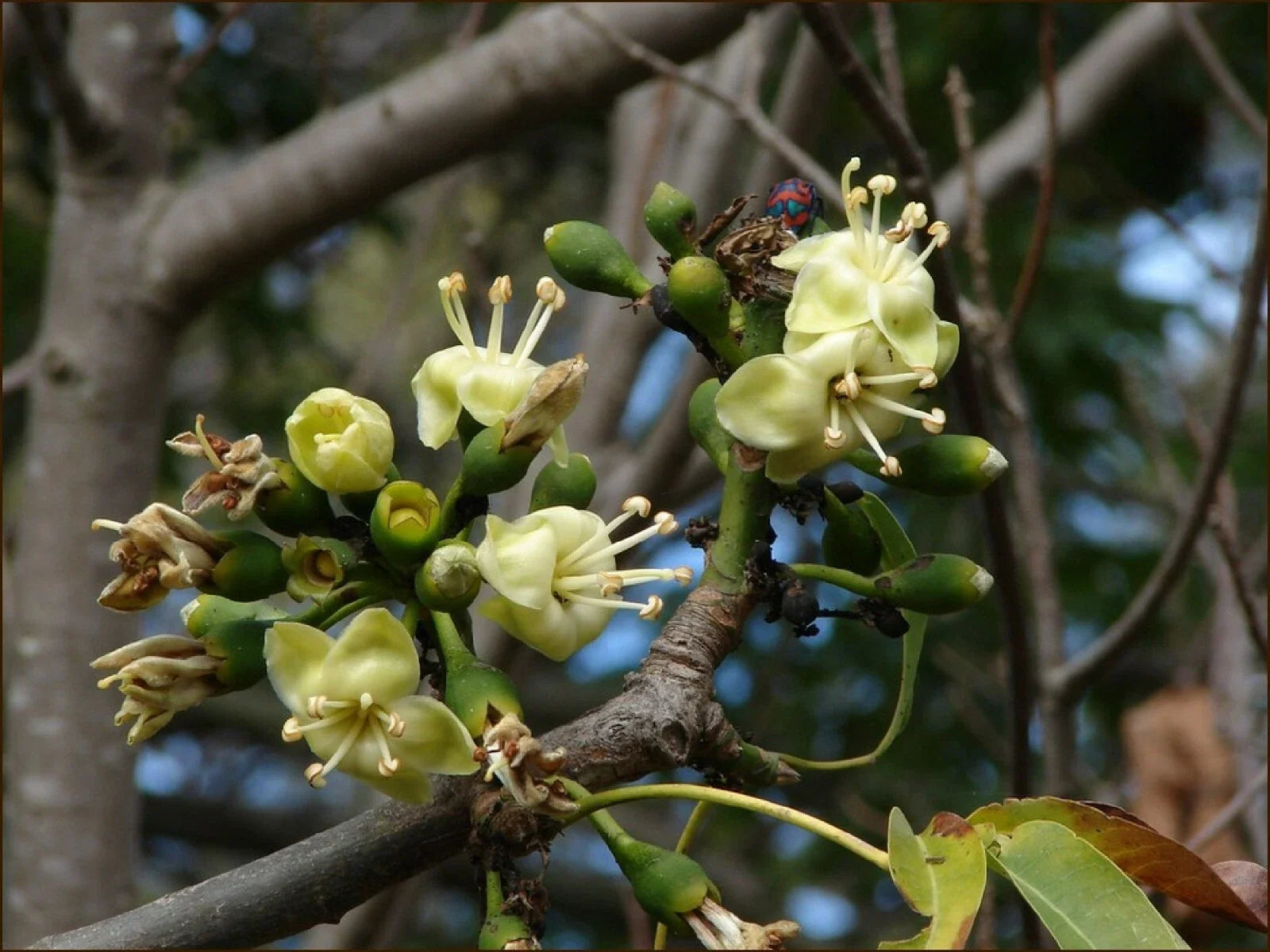 Silk Cotton Tree Seeds - Pre-Stratified Ceiba pentandra 20 Pack for Tropical Gardens Free Shipping