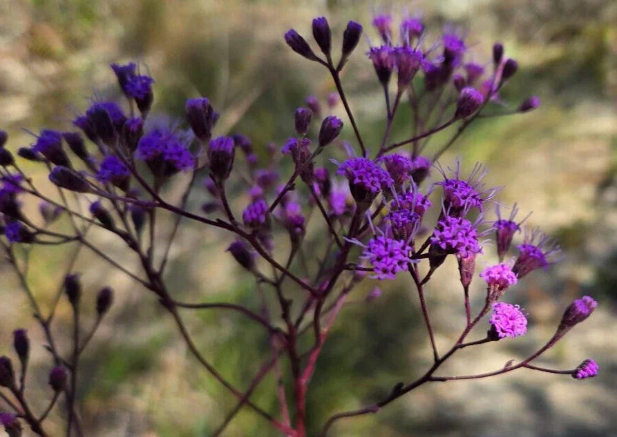 Florida Paintbrush Seeds - 25 Count, Native Wildflower Seeds for Garden, Carphephorus corymbosus, Attracts Pollinators