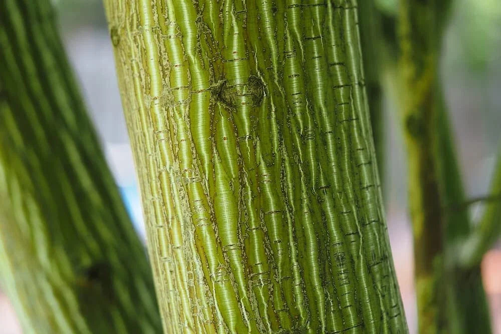 Snake Bark Maple Tree Seeds - Acer capillipes, 30 Seeds, Unique Striped Bark, Deciduous Tree for Garden and Landscape