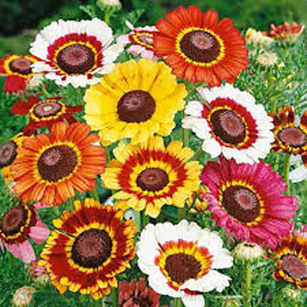 Painted Daisy Seeds - Pack of 1000 - Multi-Colored Blooms - Bellis perennis Perennial Flowers for Borders and Containers