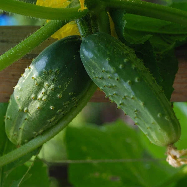 Cucumber Seeds - Double Yield Pickling Variety - 50+ Seeds - Cucumis sativus for Home Garden & Container Growing
