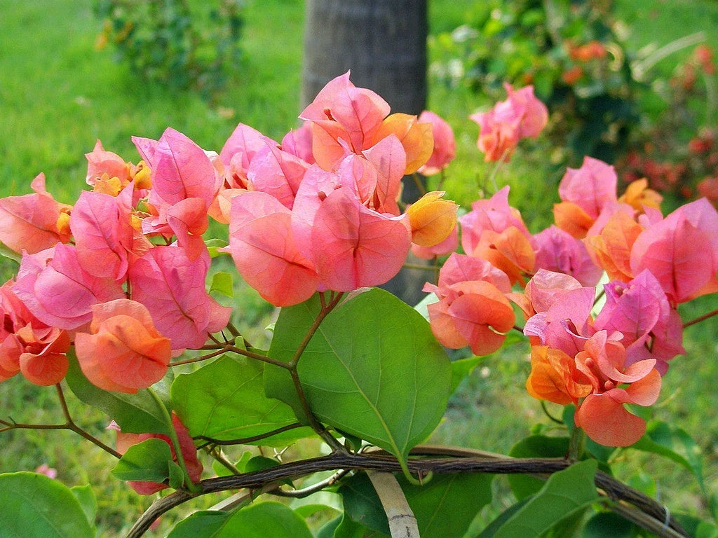 Bougainvillea Starter Plant - Afterglow Variety - Well Rooted, Climbing Bougainvillea glabra, Drought-Tolerant, Vibrant Color