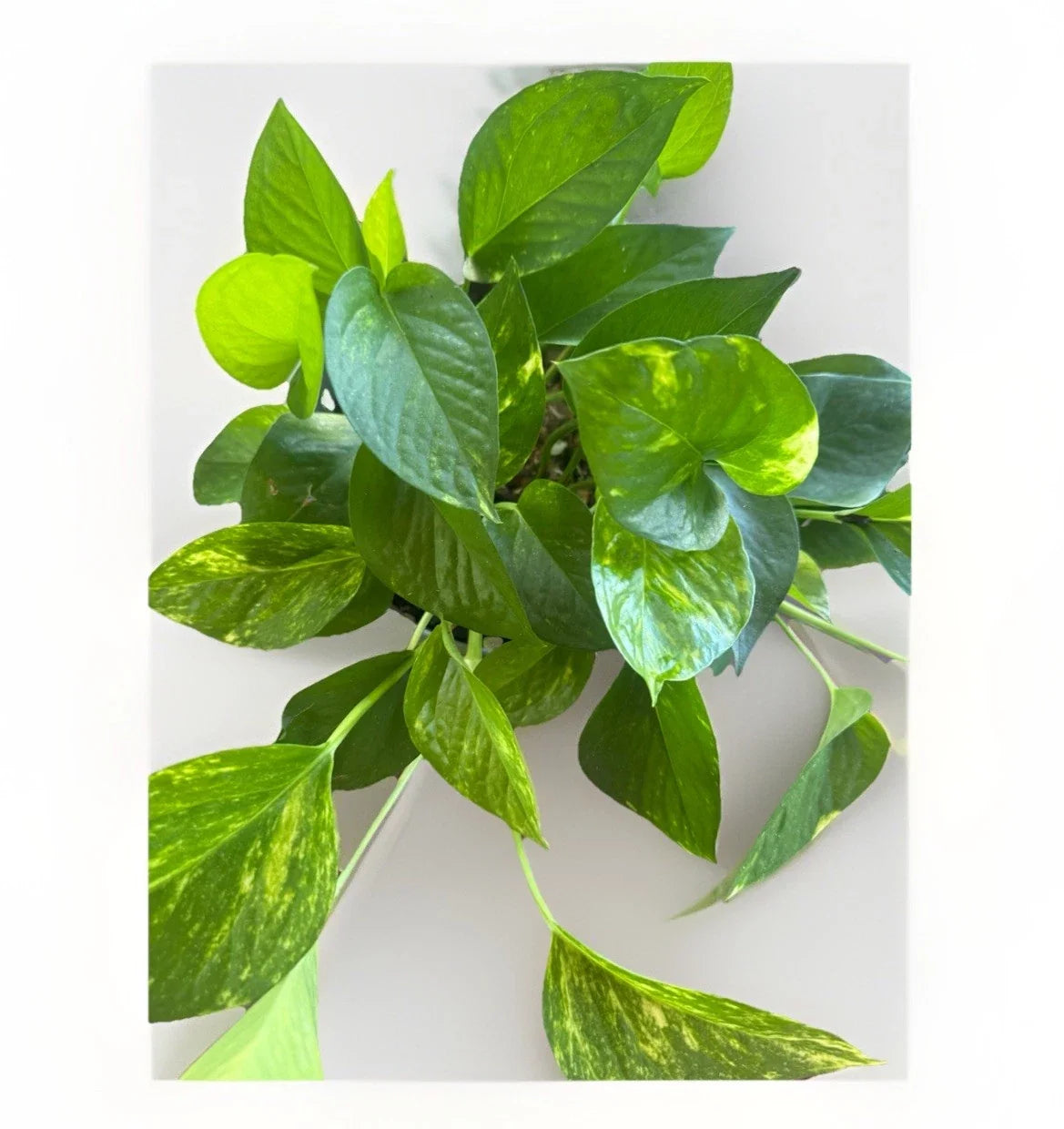 Golden Pothos Live Plant Cuttings – 5 Rooted Trailing Clippings Epipremnum aureum Indoor Outdoor