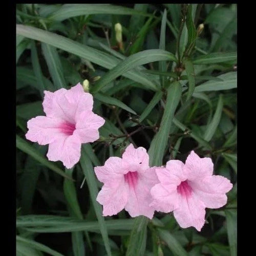 Pink Mexican Petunia Live Plants - 5 Plugs - 5-7 Inches Tall - Ruellia brittoniana - Vibrant Pink Flowers