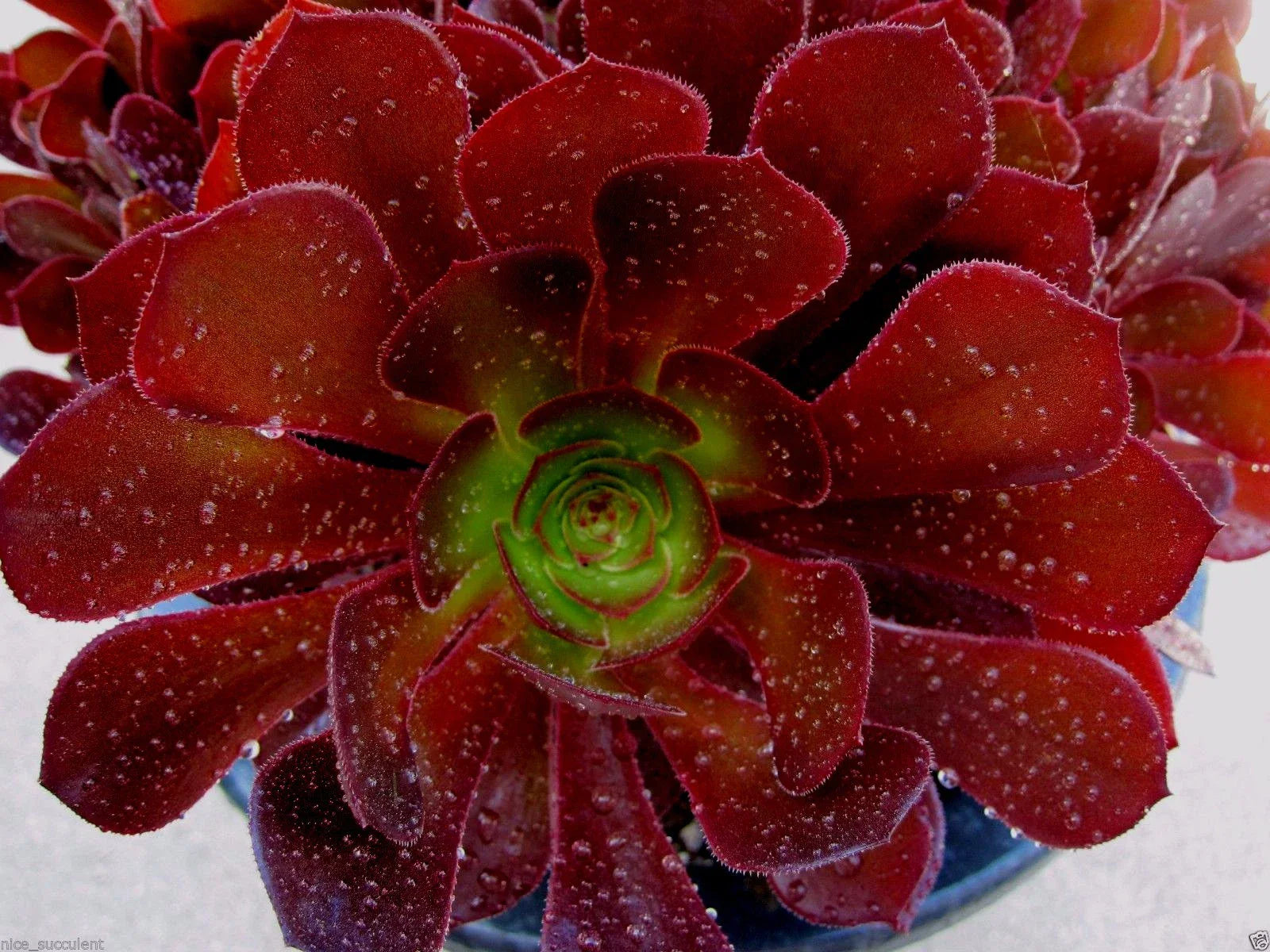 Rare Aeonium Kokino Hybrid Succulent Cuttings – 2 Fresh, Healthy Rosette Plants for Indoor Garden & Collection
