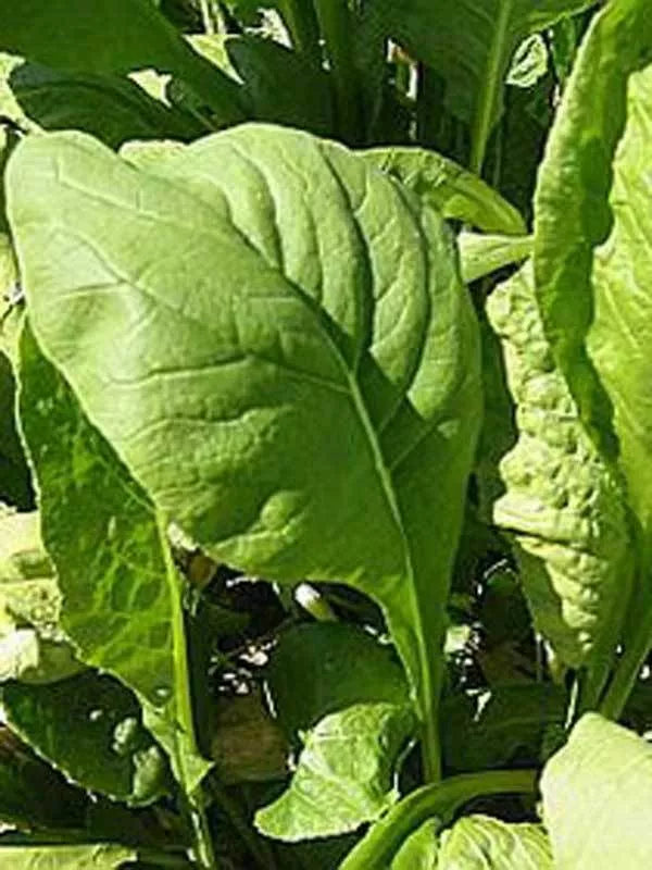 Tendergreen Mustard Seeds 500+ Non-GMO Komatsuna Brassica rapa var. perviridis