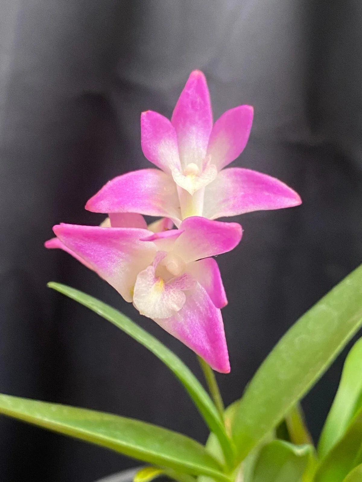 Dendrobium kingianum Orchid Plant – Fragrant Blooming Size in 4" Pot, Pink Rock Orchid, Easy Care, Compact, Indoor Garden