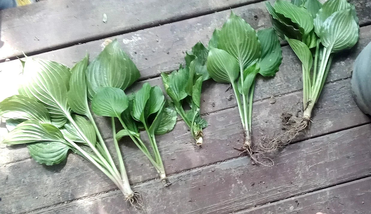 Live Hosta Plants 5 Pack - Sieboldiana Elegans Solid Green - Shade Lover Perennial Rooted Plants
