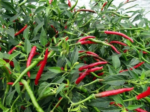 Thai Hot Chili Pepper Seeds - Red Heirloom Capsicum annuum for Spicy Asian Cuisine, 15-1000 Seeds