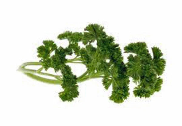 Moss Curled Parsley Seeds - Heirloom, Non-GMO, 25+ Petroselinum crispum, Culinary Herb, Easy to Grow, Full Sun to Partial Shade