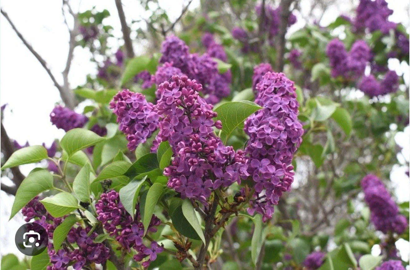 Congo Lilac Starter Plant 4-8" Syringa Vulgaris Fragrant Purple Flowers for Garden & Landscaping