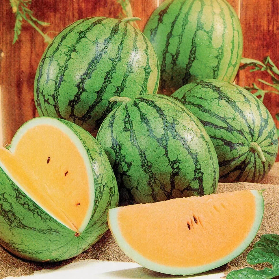 Queen Watermelon Seeds - 50+ Pack, Citrullus lanatus, Juicy, Sweet, Garden Planting, Non-GMO, Full Sun, Vining