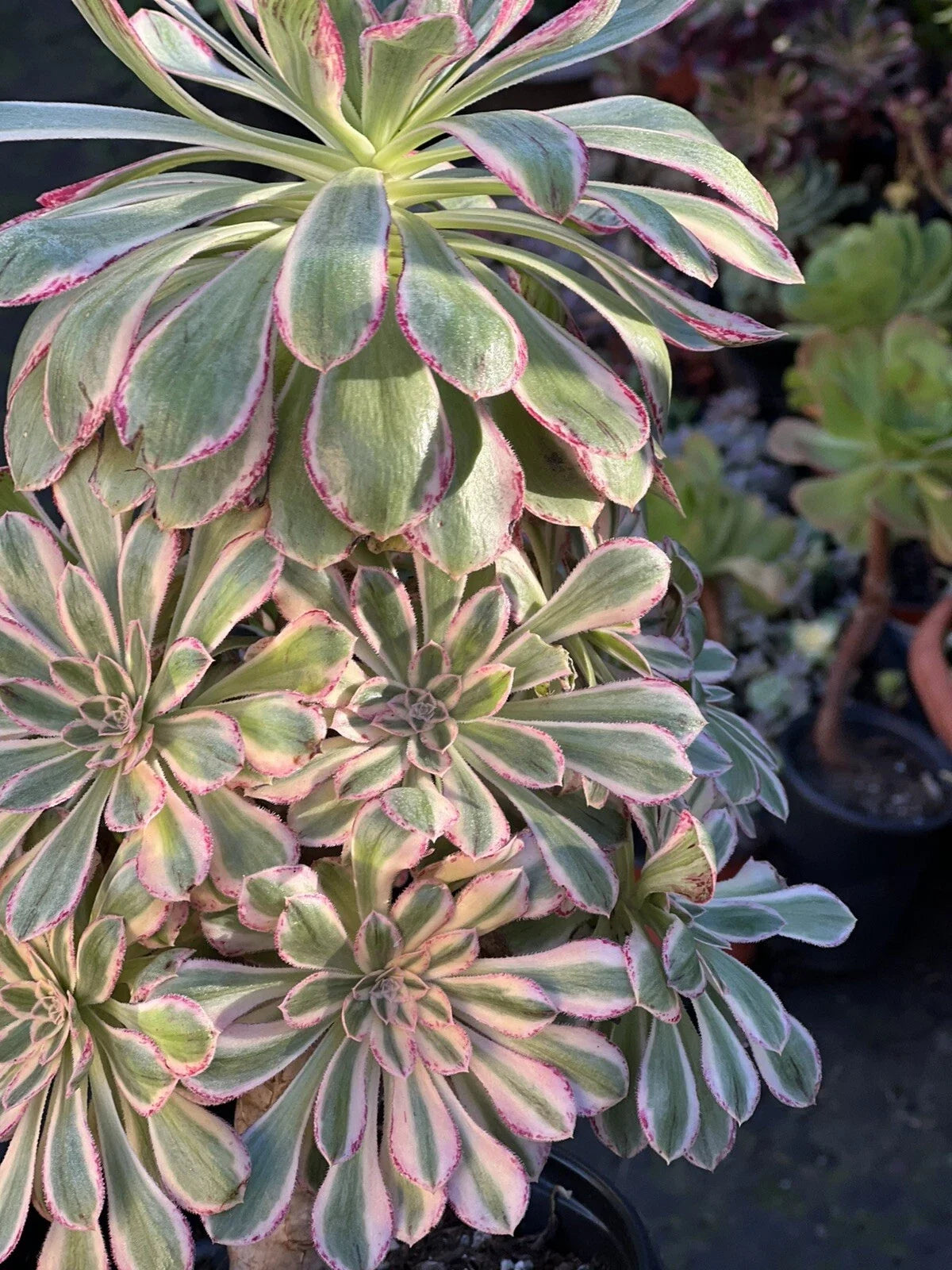 Aeonium Cutting 4-6 Inches Variegated Rubrolineatum V Succulent Plant, Aeonium rubrolineatum var.