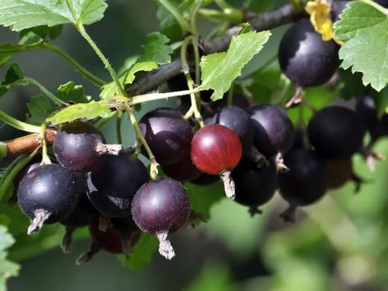 Live Jostaberry Plant – Thornless Edible Berry Shrub, Zones 3-8, Ribes × nidigrolaria, Fully Rooted Starter