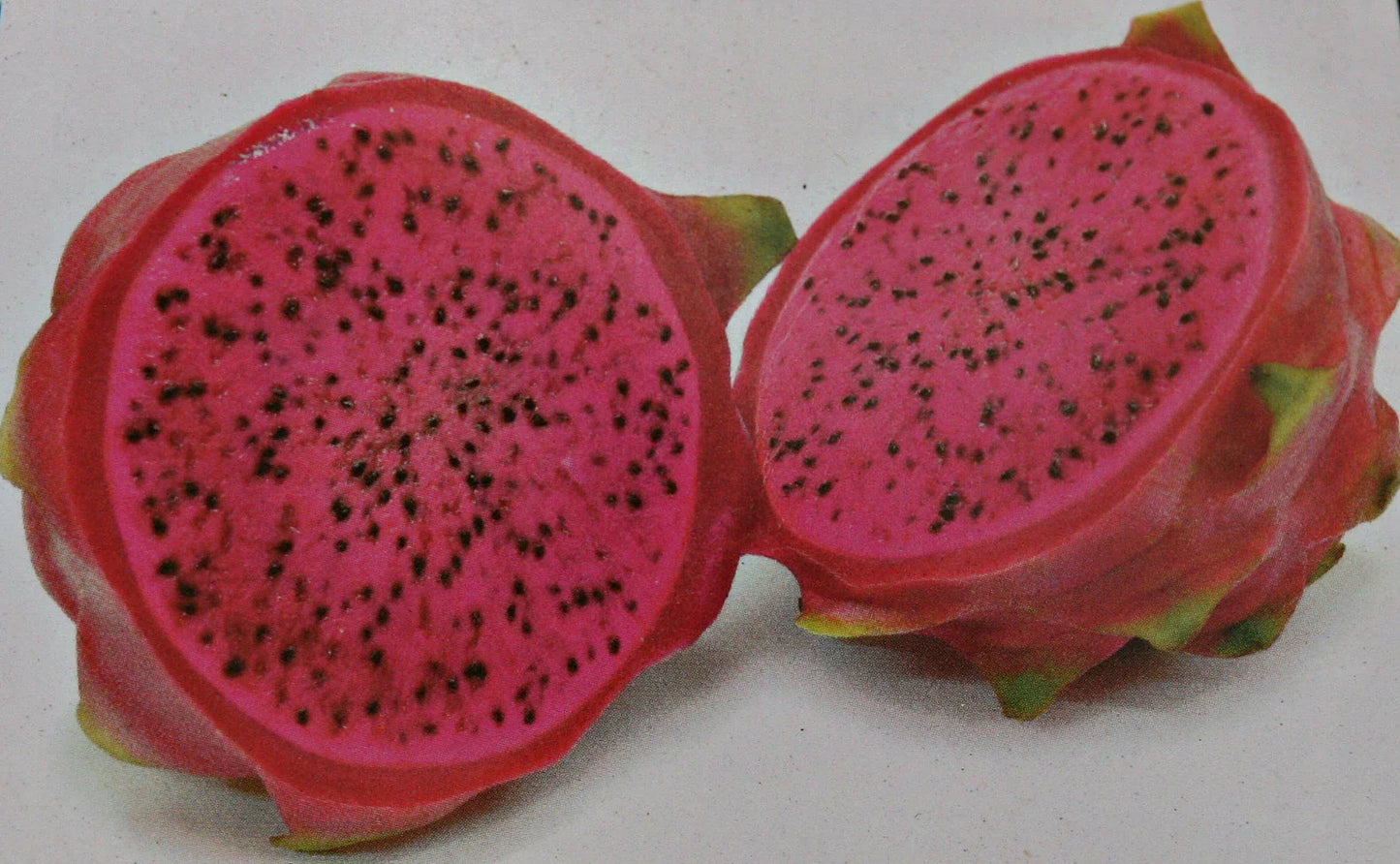 Unroot Cutting Halley's Comet Red Flesh Dragon Fruit Pitahaya Hylocereus
