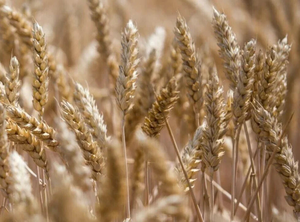 Einkorn Wheat Seeds - 300 Organic Ancient Grain Seeds - Triticum monococcum