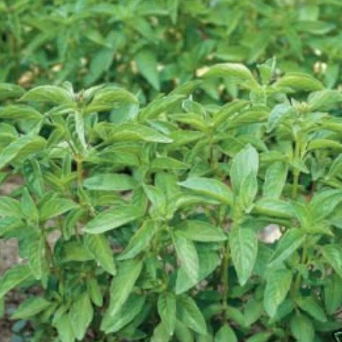 Lime Basil Seeds - Organic Non-GMO Herb Seeds - Over 100 Seeds - Ocimum basilicum var. citriodorum - Culinary & Garden Use