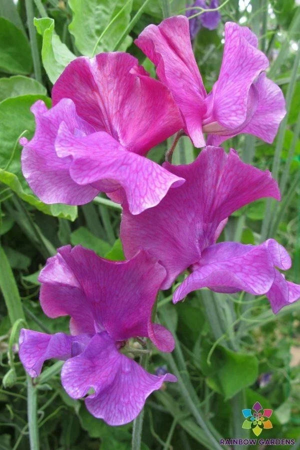 Ian Myers Sweet Pea Seeds - 50+ Pack - Heirloom Lathyrus odoratus Garden Seeds - Fragrant Climbing Vine, USA Free Shipping