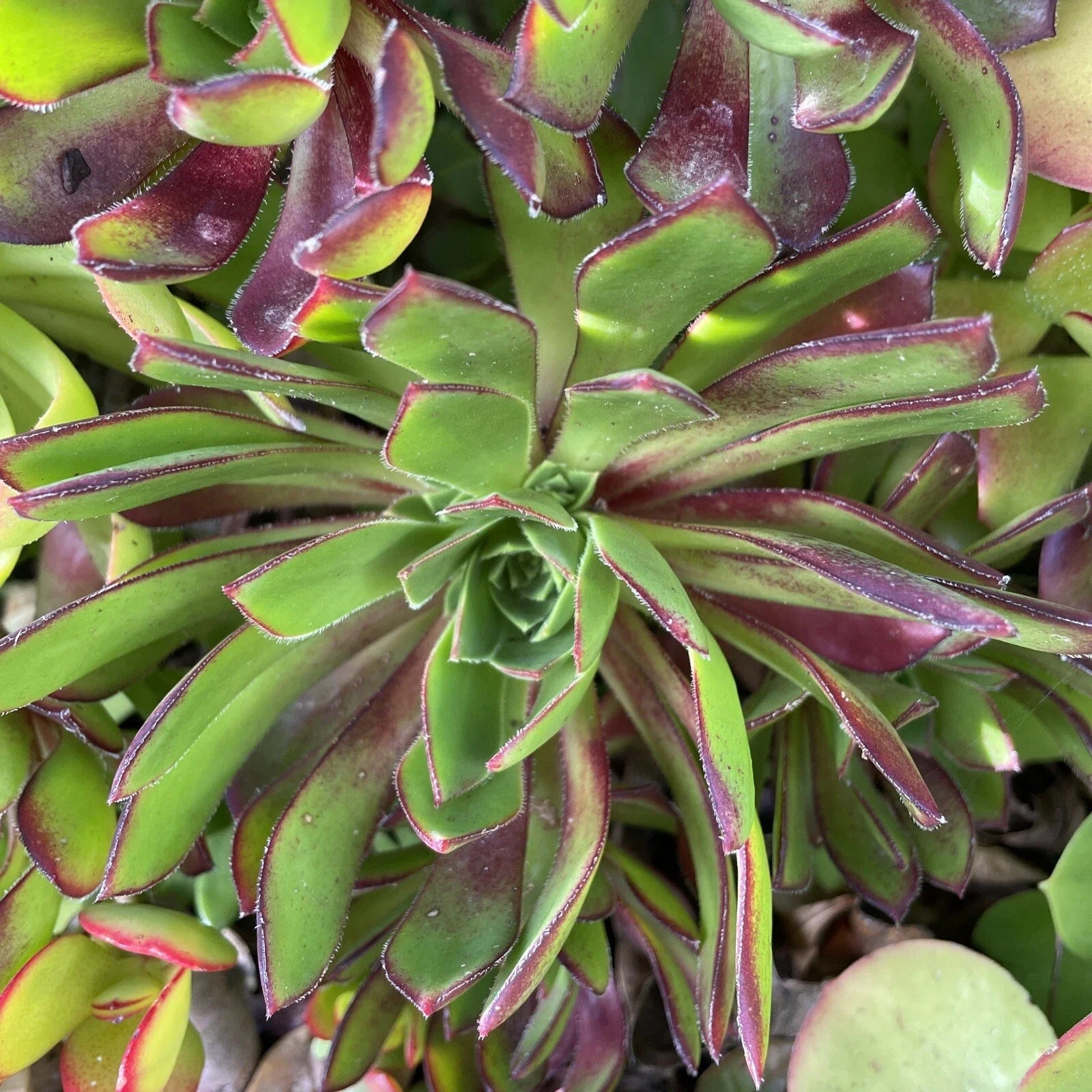 Aeonium Cuttings - 3 Purple Merlot Succulent Plant, Low Mounding Foliage, Aeonium arboreum 'Merlot'