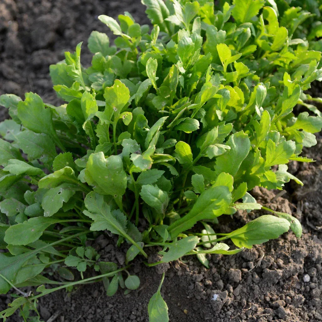 Curled Cress Seeds 1000+ Count Non-GMO Heirloom Lepidium sativum for 2025 Planting