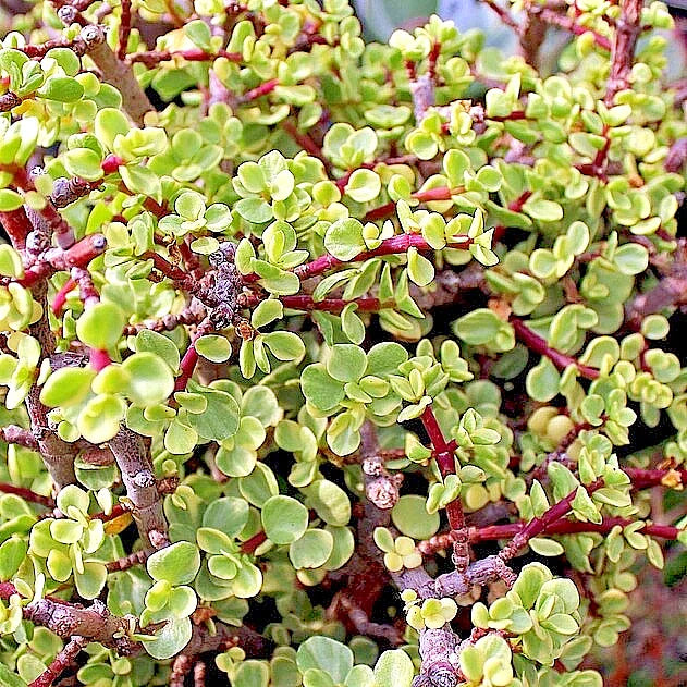 Goji Berry Cuttings - 20 Pack - Lycium barbarum - Fresh Planting Material for Berries and Flowers