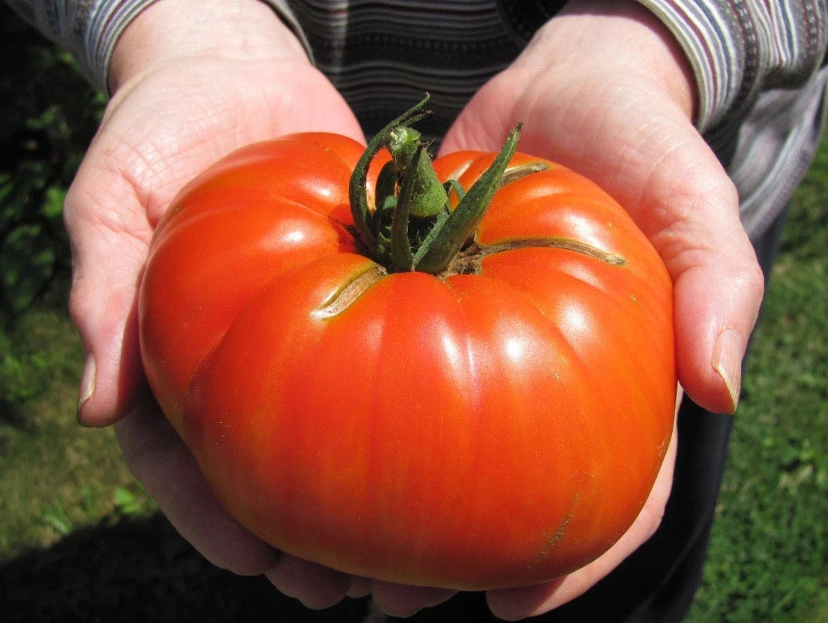 Goliath Hybrid Tomato Seeds - Bulk 100 Pack - Bright Red Heirloom Solanum lycopersicum