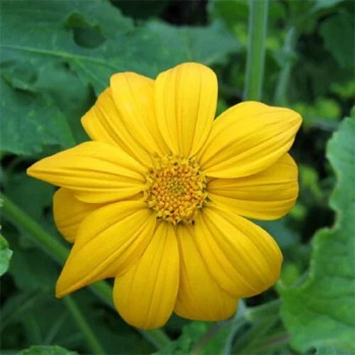 10x Mexican Sunflower Cuttings 8 Inches - Tithonia Diversifolia Tropical Plant