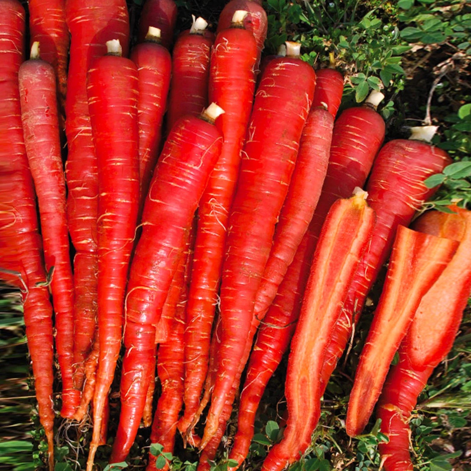 Kintoki Red Carrot Seeds - 200 Seeds, Deep Red Color, Daucus carota, Perfect for Home Gardens & Urban Farming