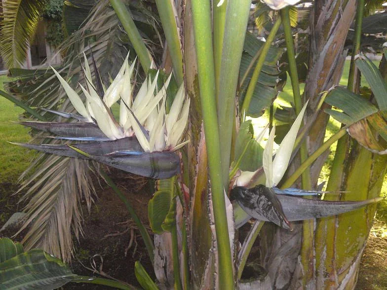 Bird of Paradise Seeds - Giant White Variety - Strelitzia nicolai - 7 Seeds - GroCo USA
