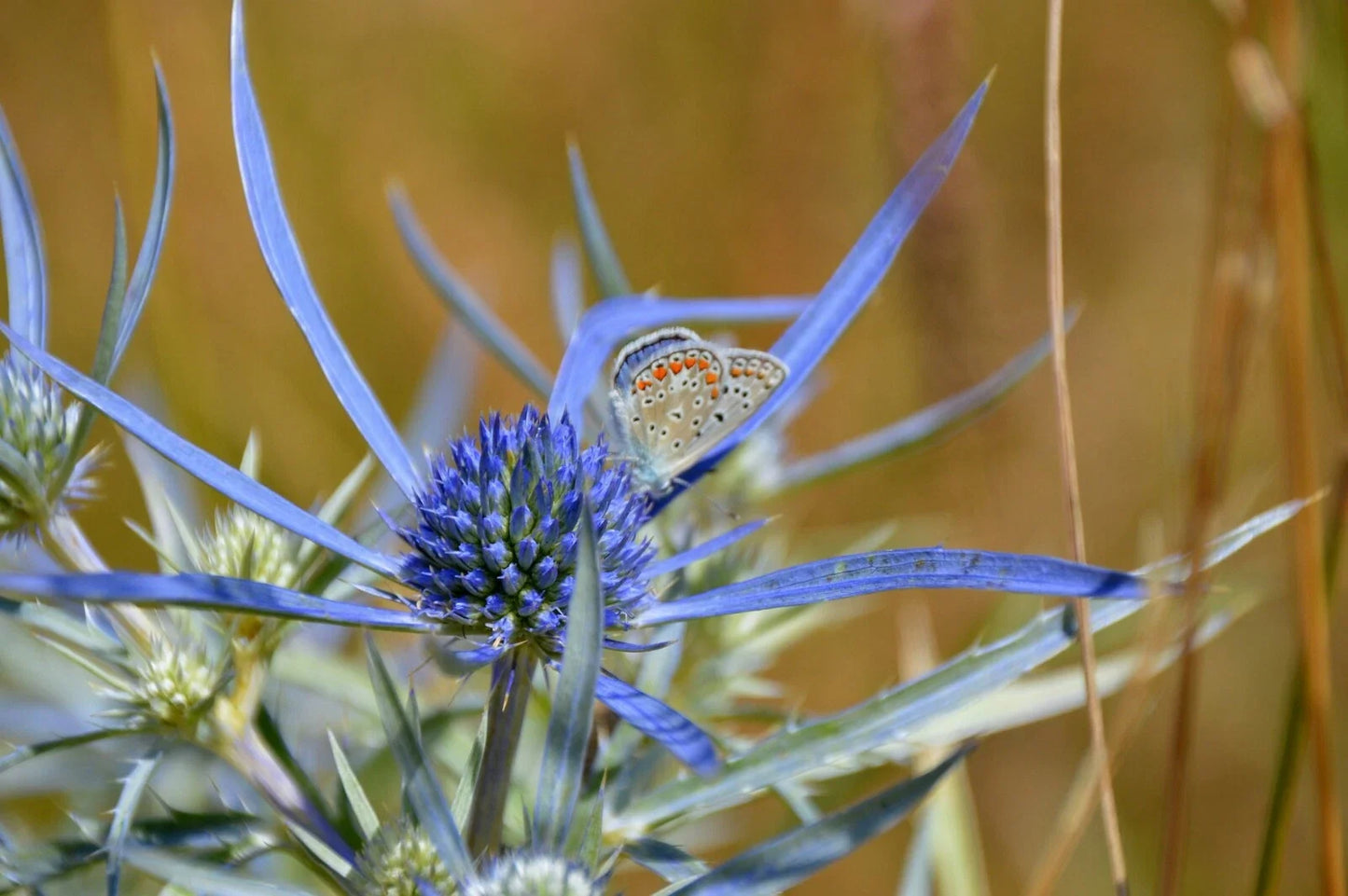 Blue Star Sea Holly Seeds – Eryngium Planum – Drought Tolerant Perennial – 25+ Seeds for Gardens & Cut Flowers