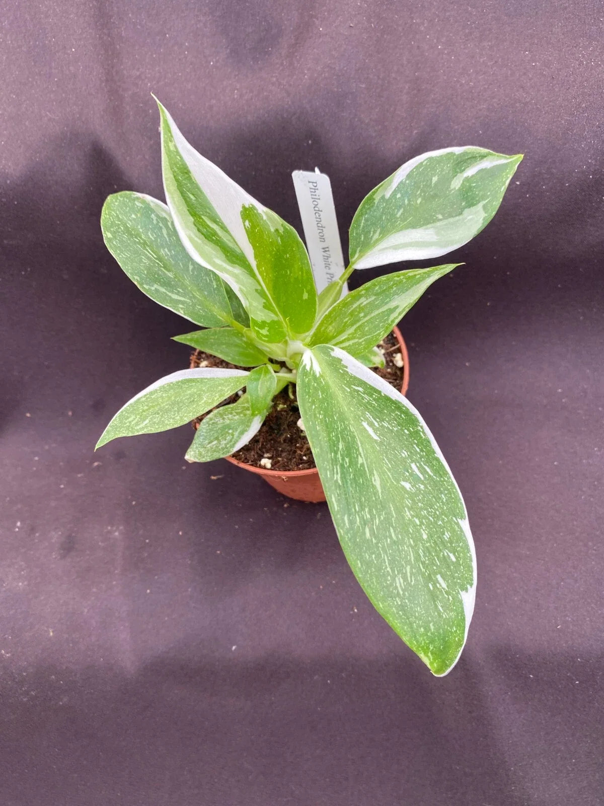Philodendron White Princess Rooted Plant 3" Pot, Variegated Foliage, Indoor Houseplant, Philodendron erubescens
