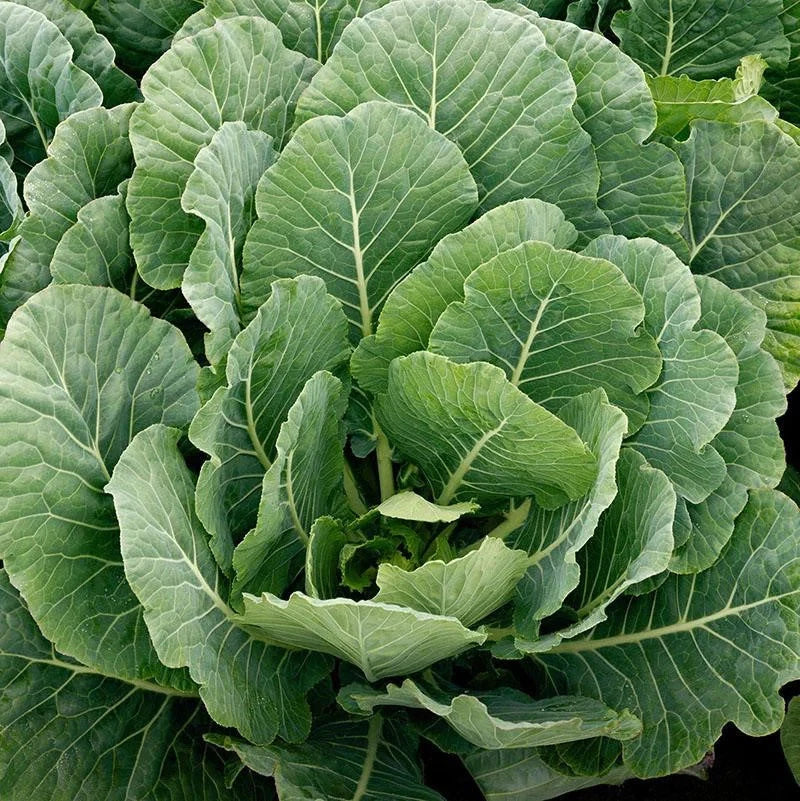 Collard Greens Seeds - Georgia Southern Variety - Brassica oleracea - 1000+ Seeds for Garden Planting