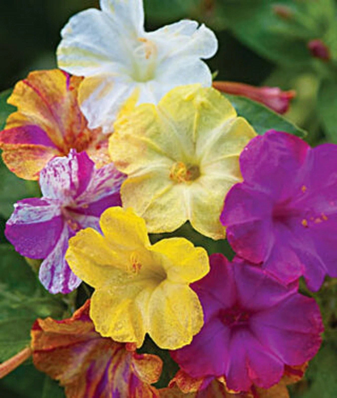 Mixed Four O'clock Flower Seeds - Perennial Colorful Blooms - Mirabilis jalapa - Garden Seeds for Borders & Containers