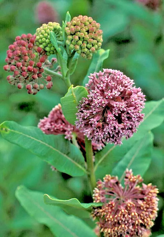 Pink Milkweed Seeds - 101 Count - Asclepias Syriaca - Monarch Butterfly Attracting Perennial Plant