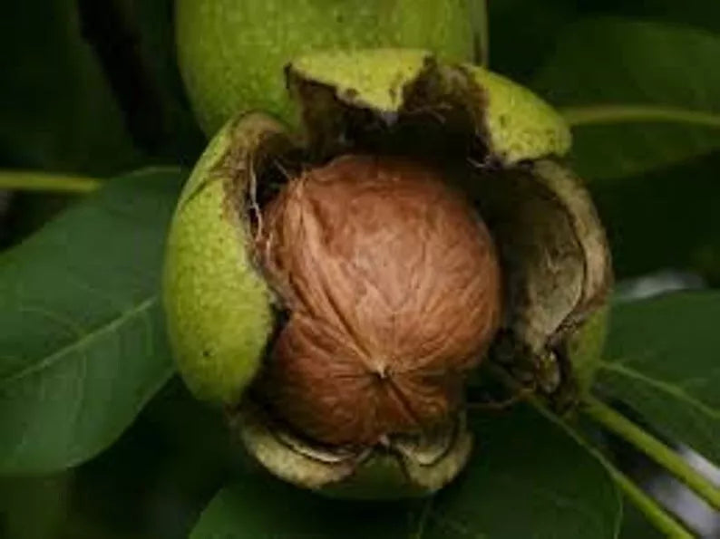 Organic Black Walnut Tree Seeds (3) - Juglans nigra Heirloom Nut Tree
