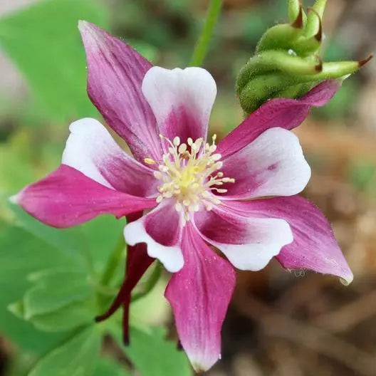 Columbine Seeds - ROSE STAR Perennial Pollinator Attractor - Aquilegia caerulea - Non-GMO, Vibrant Rose Flowers, Part-Shade Garden Plant