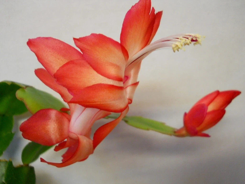 Schlumbergera Starter Plant - Ara Brazil Christmas Cactus - Indoor Flowering Houseplant - Epiphyllum truncatum