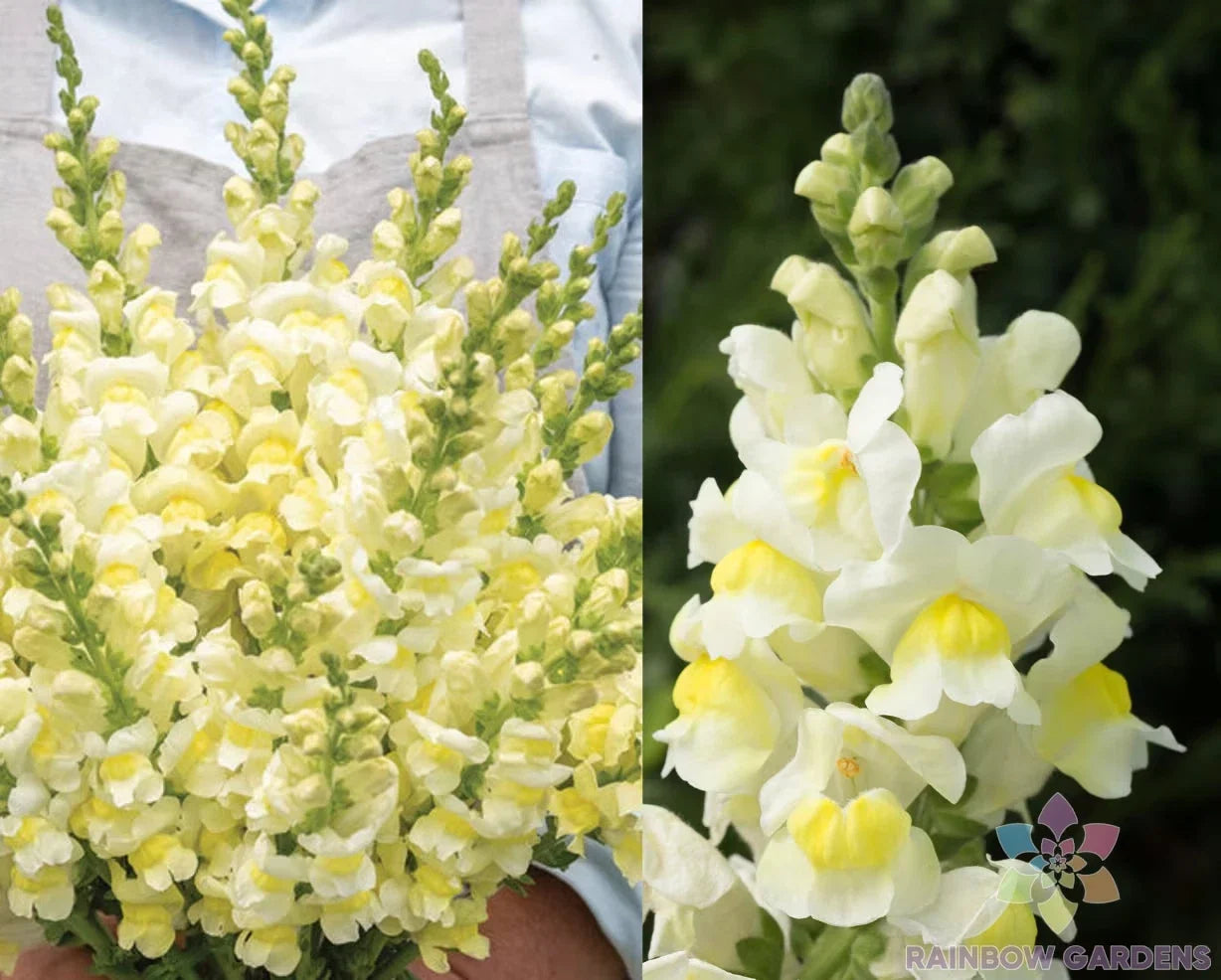 Snapdragon Seeds - 1000+ Orleans Early Lemon Yellow Antirrhinum majus for Borders & Cuttings