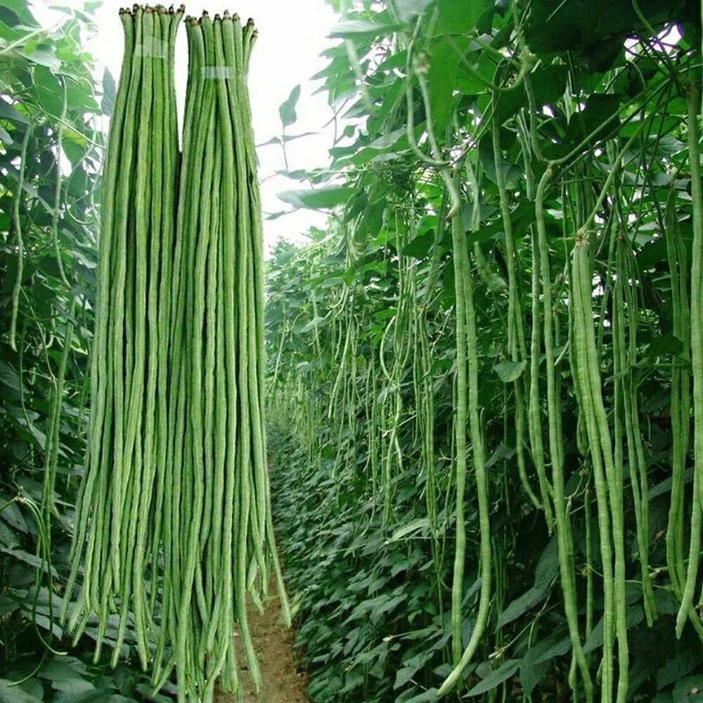 Yard Long Bean Seeds - 50g Asian Vegetable Long Bean Vigna unguiculata subsp. sesquipedalis for Garden, Trellising