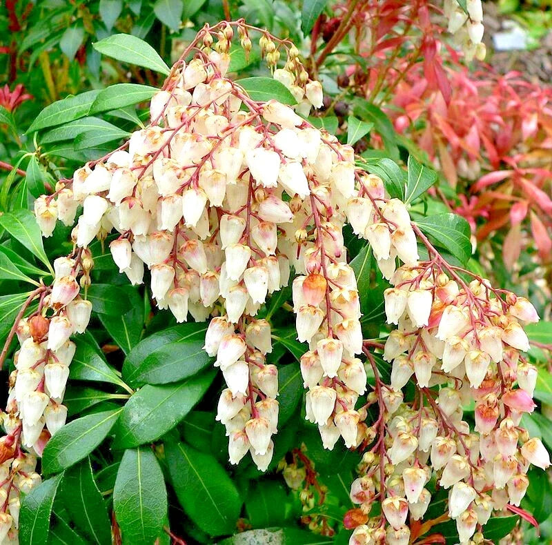 Unrooted Pieris Japonica Cuttings - 5 Fresh Japanese Andromeda Bush Cuttings for Propagation