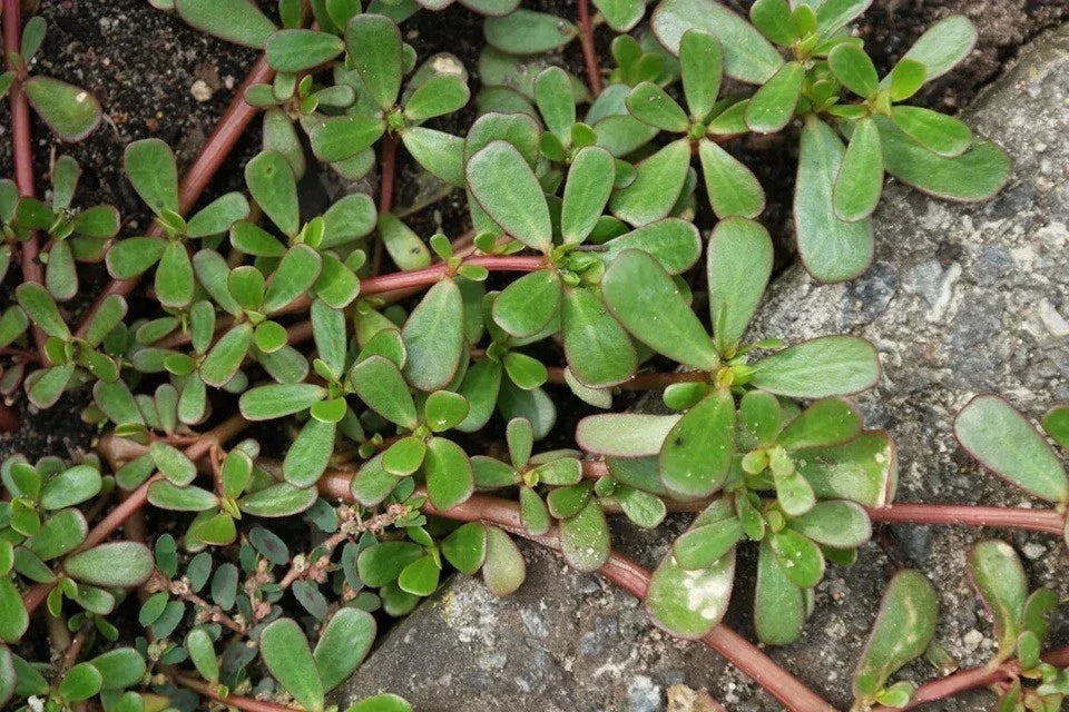 Live Purslane Bare Root Plants – Portulaca sativa, Edible Succulent with Omega-3, Drought Tolerant, Full Sun, Ground Cover