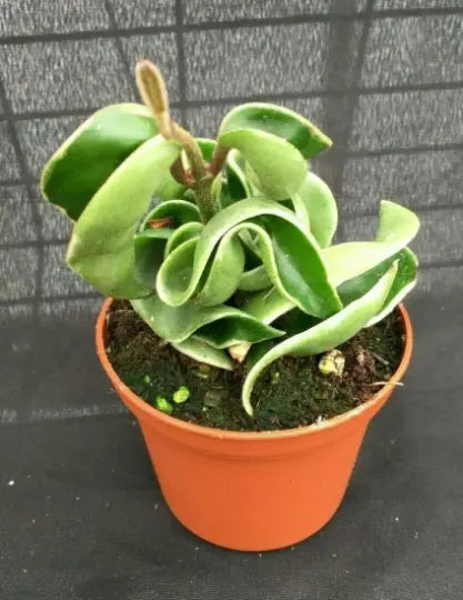 Hoya Compacta Variegated Rooted Plant in 2.5" Pot, Trailing Indoor Houseplant, Hoya carnosa compacta 'Variegata'