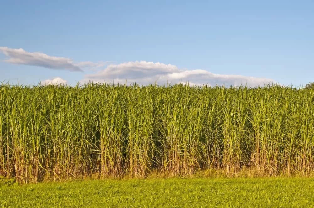 Switchgrass Seeds for Planting - Prairie Grass, Panicum virgatum, Drought-Resistant, Biofuel & Erosion Control