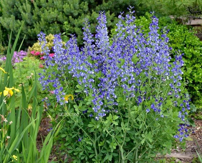 Blue Wild False Indigo Seeds | Perennial Native Wildflower | Baptisia australis | Pollinator Attractant & Nitrogen-Fixer