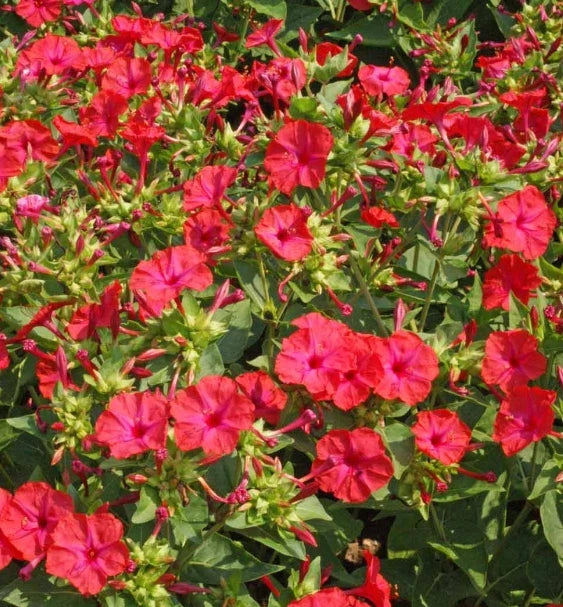 Four O'Clock Seeds - Hummingbird Red Variety, Mirabilis jalapa, Non-GMO, Night Blooming Flowers, 25 Seeds