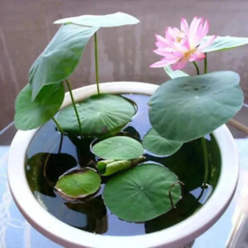 Bonsai Water Lily Seeds - 10 Seeds - Floating Flowering Water Plant - Nymphaea spp.