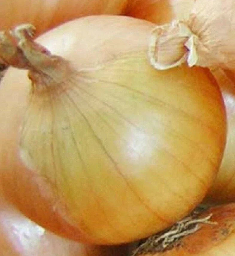 Texas Early Grano Onion Seeds - 200+ Short Day Allium cepa Vegetable Seeds