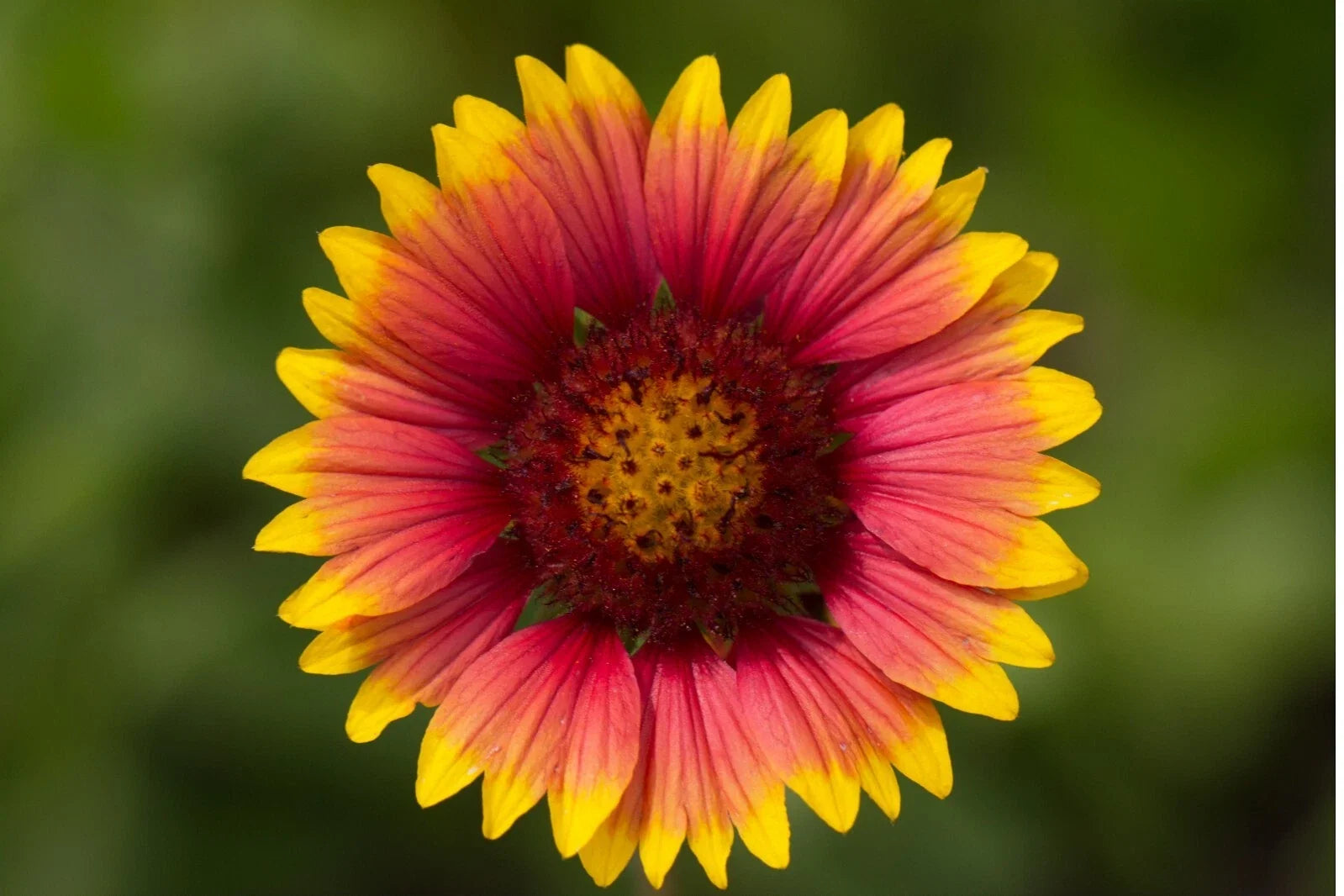 Indian Blanket Flower Seeds - Perennial Wildflower Pack - Gaillardia pulchella - Native North American Pollinator Attracting Seeds