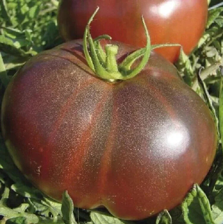 Black Brandywine Tomato Seeds - Indeterminate Heirloom Vegetable Seeds, Solanum lycopersicum, Gourmet Dark Tomato Seeds, Organic Gardening
