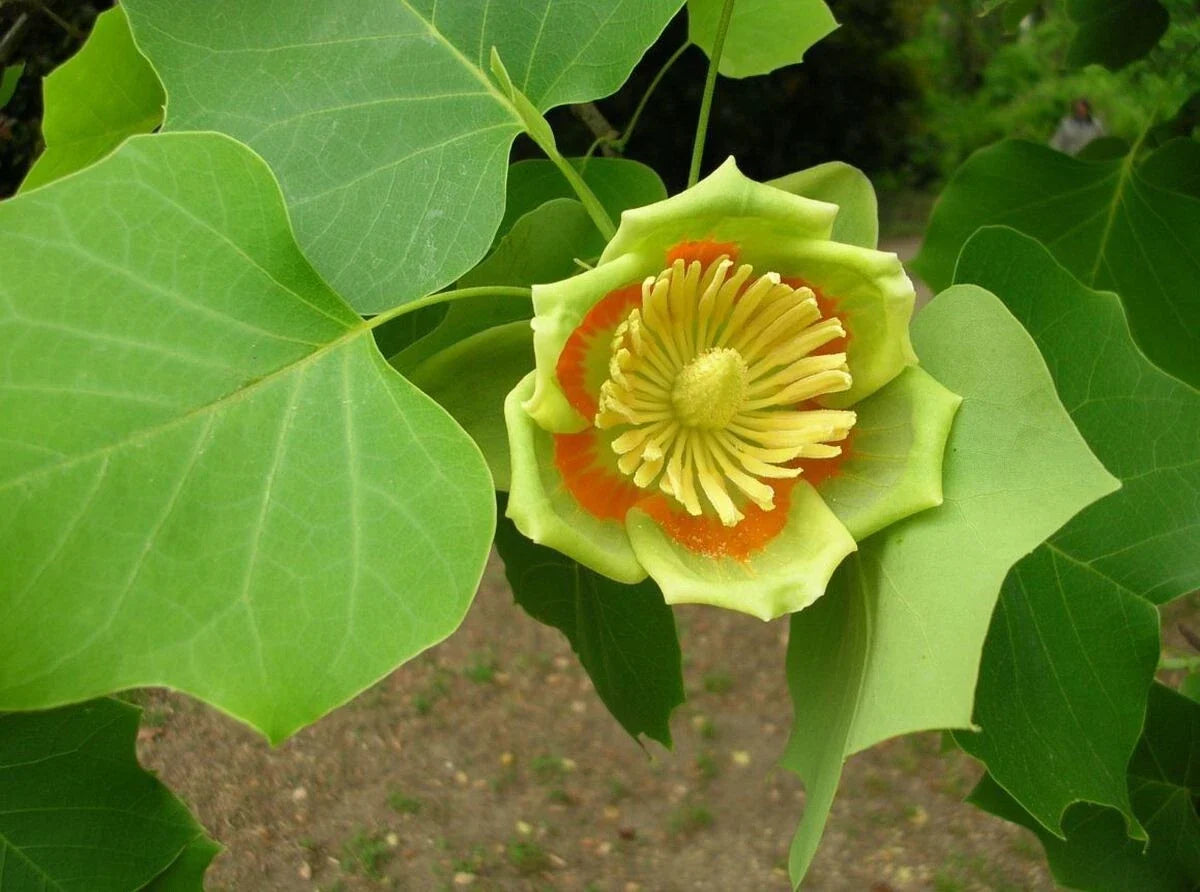 Tulip Poplar Tree Seeds - 20 Pack, Liriodendron tulipifera, Fast Growing Native Tree for Landscaping and Gardens